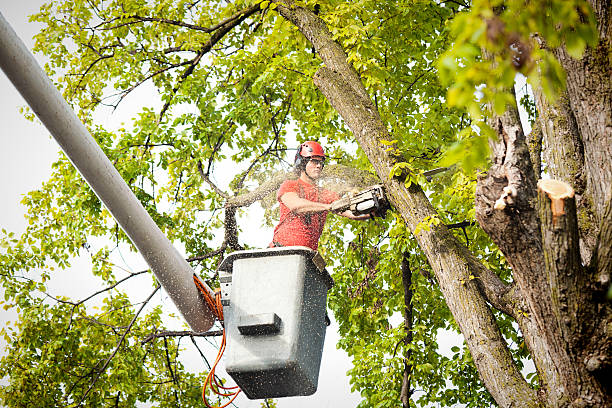 How Our Tree Care Process Works  in  Yoe, PA